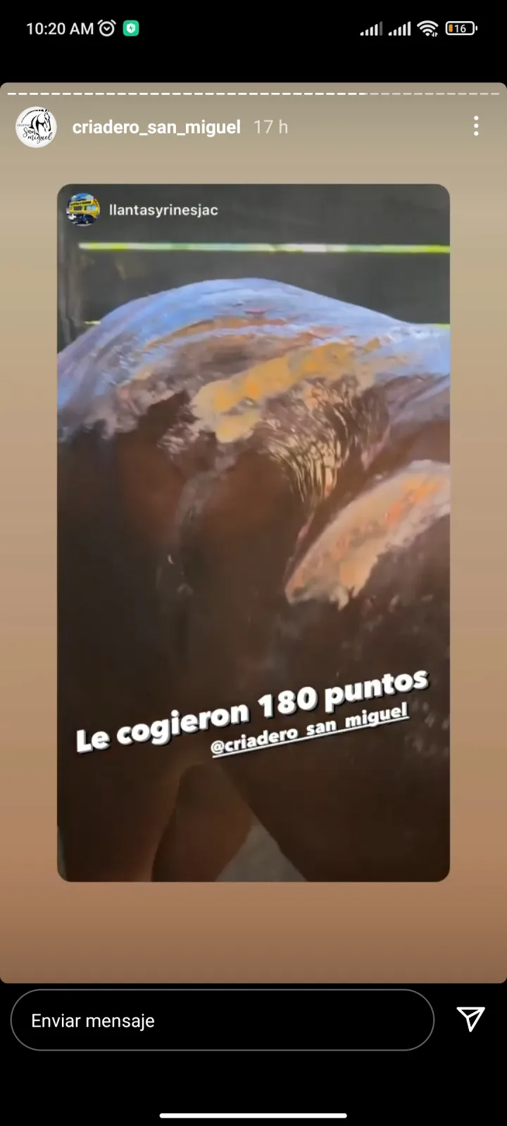 criadero Viani caballos maltrato