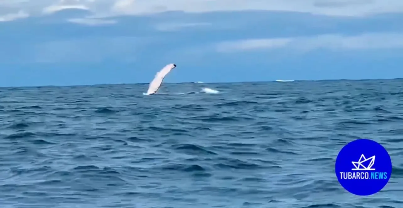 ballenas en Buenaventura Yubartas