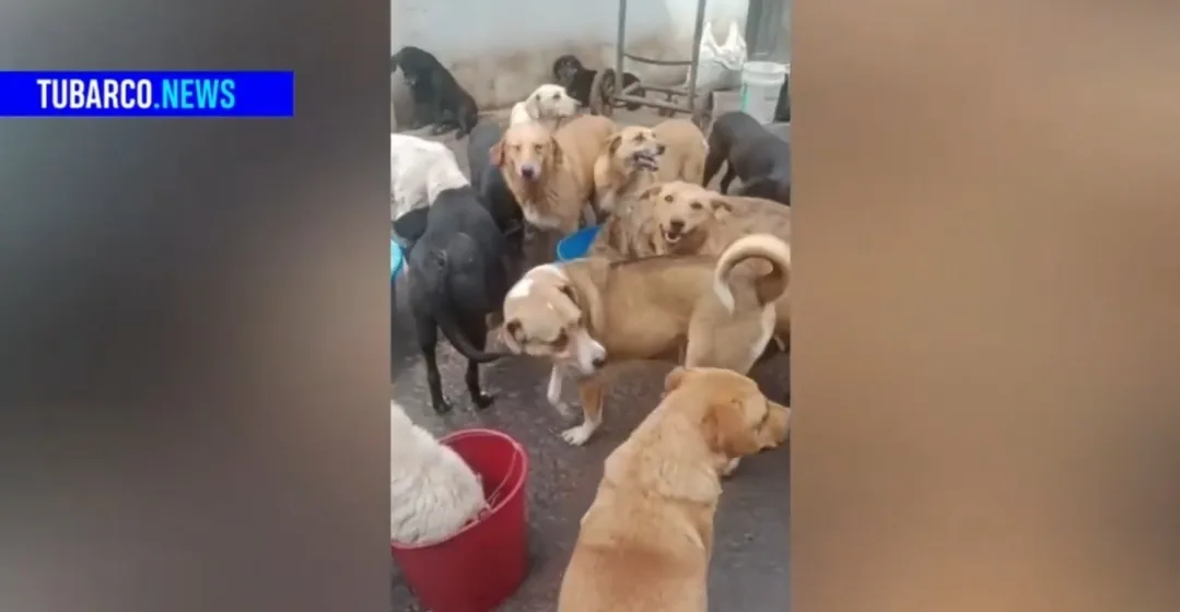 'Rock al perro', un evento para recolectar fondos para la fundación Ángeles de Cuatro Patas en Pasto