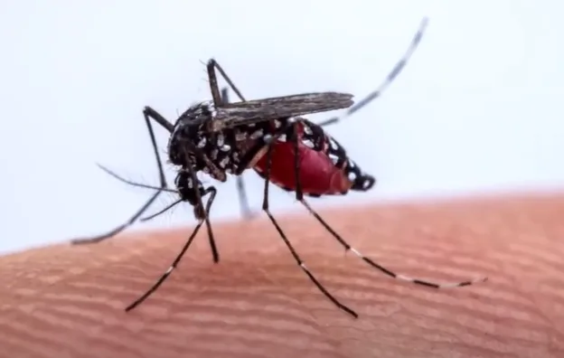 Riohacha supera los 460 casos de dengue