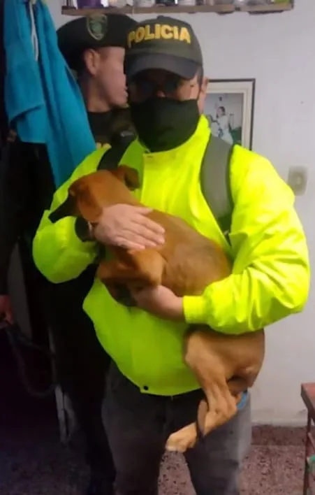 perros