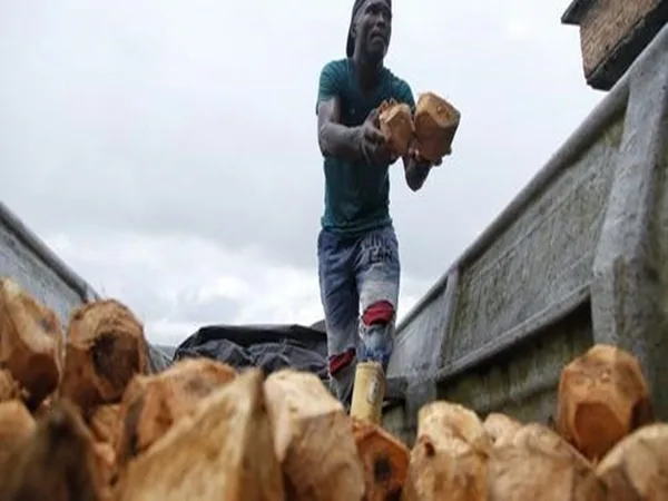 Campesinos en Tumaco al borde de la crisis, plaga se apoderó de cultivos de coco, palma y chontaduro
