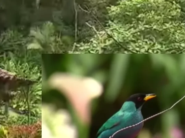 aves