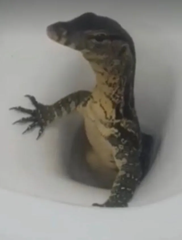 lagarto monitor en un hotel en Talilandia Dragon de Komodo