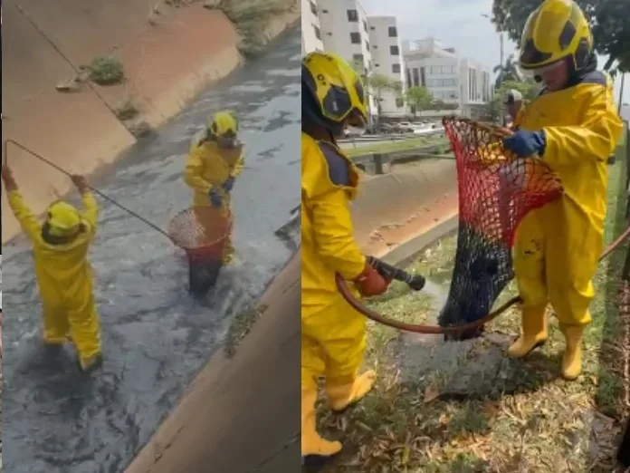 Bomberos de Cali logran sacar a un perro que cayó en un canal de aguas en el barrio Santa Anita