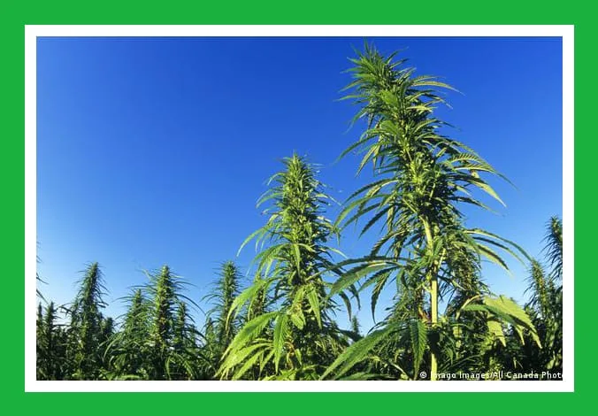 Mucho se a hablado del cannabis, pero poco de los más de "1.300 usos" que tiene el cáñamo, tema que será estudiado en la próxima Cumbre del Cannabis