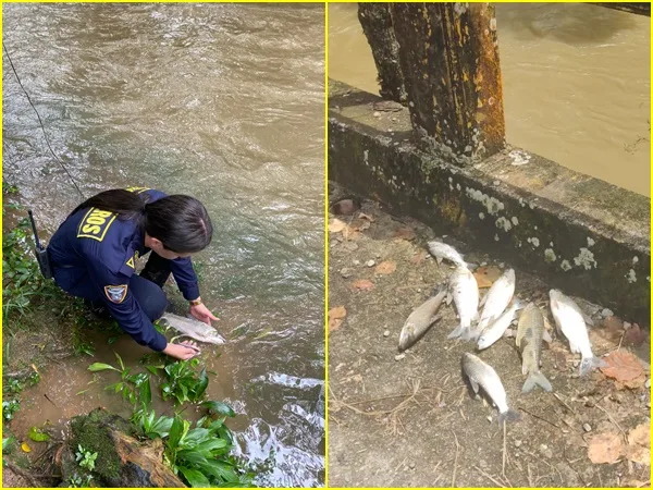 Villagarzón en alerta: se contaminó el río, los peces se está muriendo y piden no consumir el agua