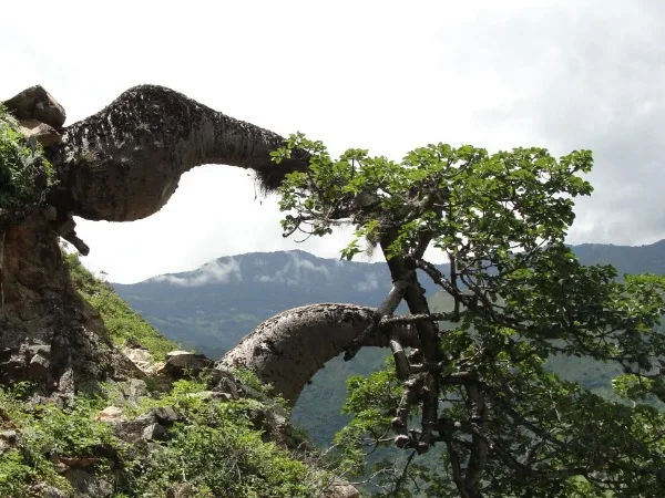 Al menos el 45% de árboles y arbustos en Colombia se encuentran en peligro de extinción