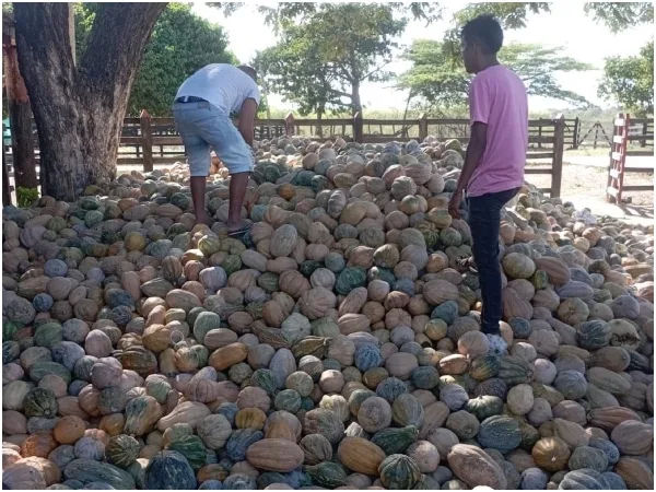 «No aguantamos una crisis más»: Agricultores claman por intervención urgente del MinAgricultura