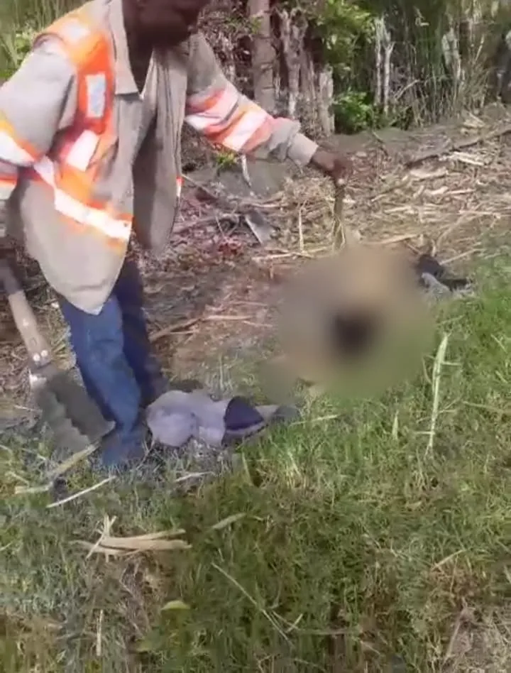 Un oso hormiguero atacado con una pala por un trabajador, "no lo mate, no lo mate", le decían