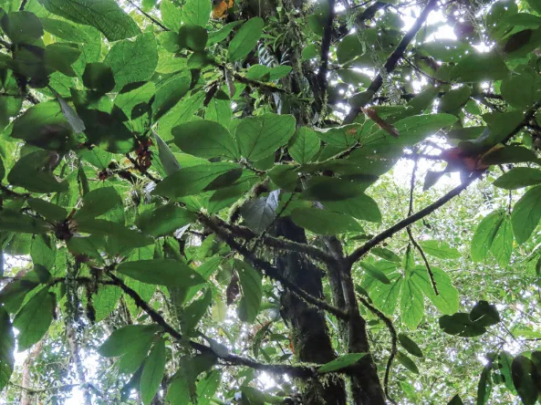 Ocho especies de árboles en riesgo de extinción en Antioquia