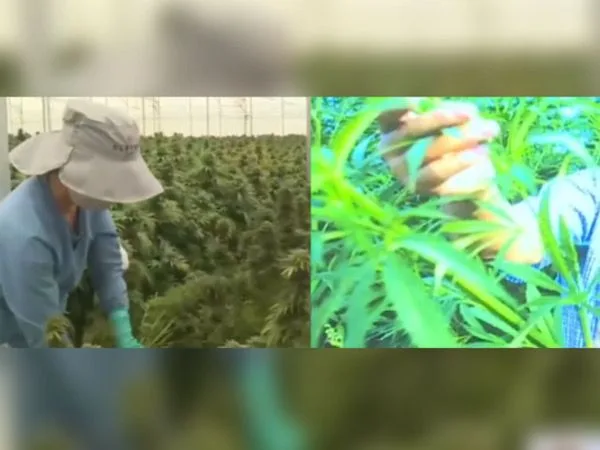 cannabis Petro legalización