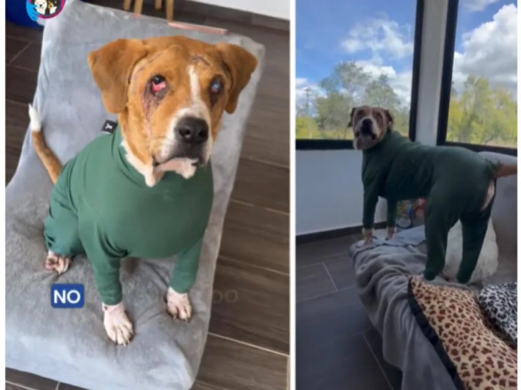 El perro Ángel y su recuperación, ahora denuncian y amenazan a la fundación que lo tiene