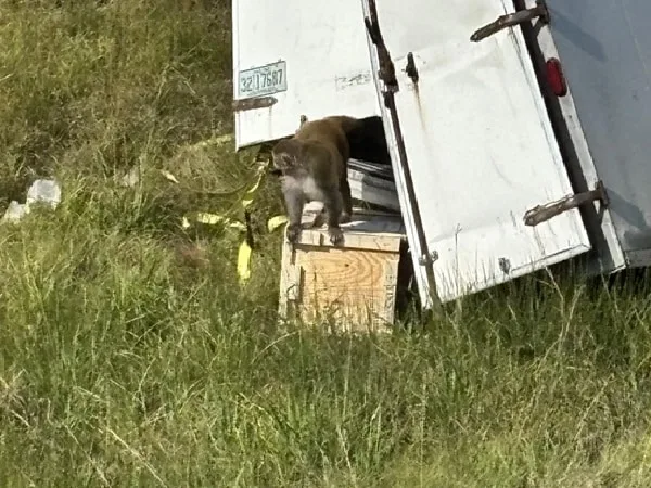 Mono que escapó tras accidente.