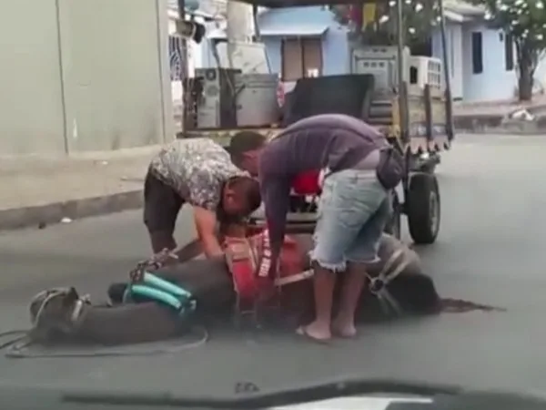 Caballo se desplomó en Barranquilla