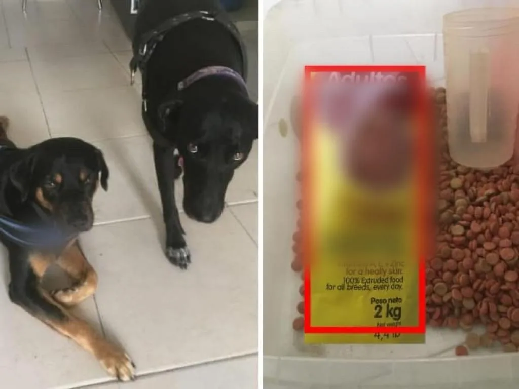 concentrado para perros y gatos está caro_