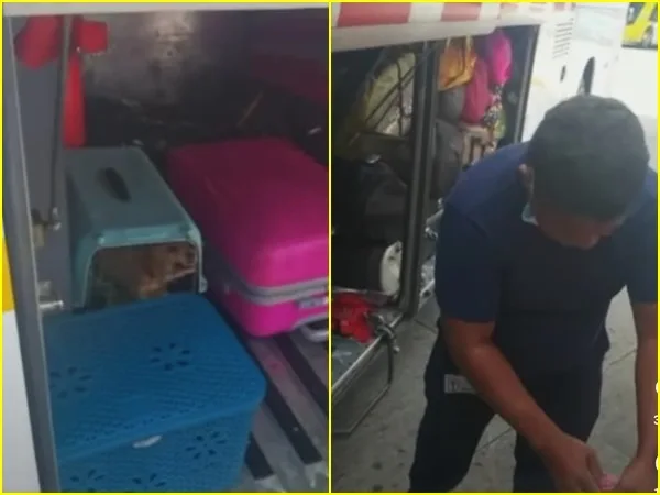 Indignación en Antioquia: en medio del llanto y gritos encerraron canino en bodega de un bus