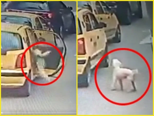 "Indolentes e inhumanos", en pleno centro y desde un taxi abandonaron a un perro, en Fusagasugá
