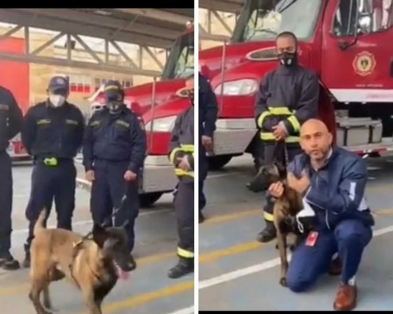 Gasper perro bombero