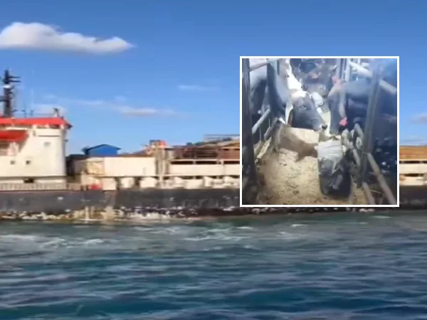 Ya le "veníamos haciendo seguimiento": Fuerza Naval sobre Orion V y las ‘narcovacas’