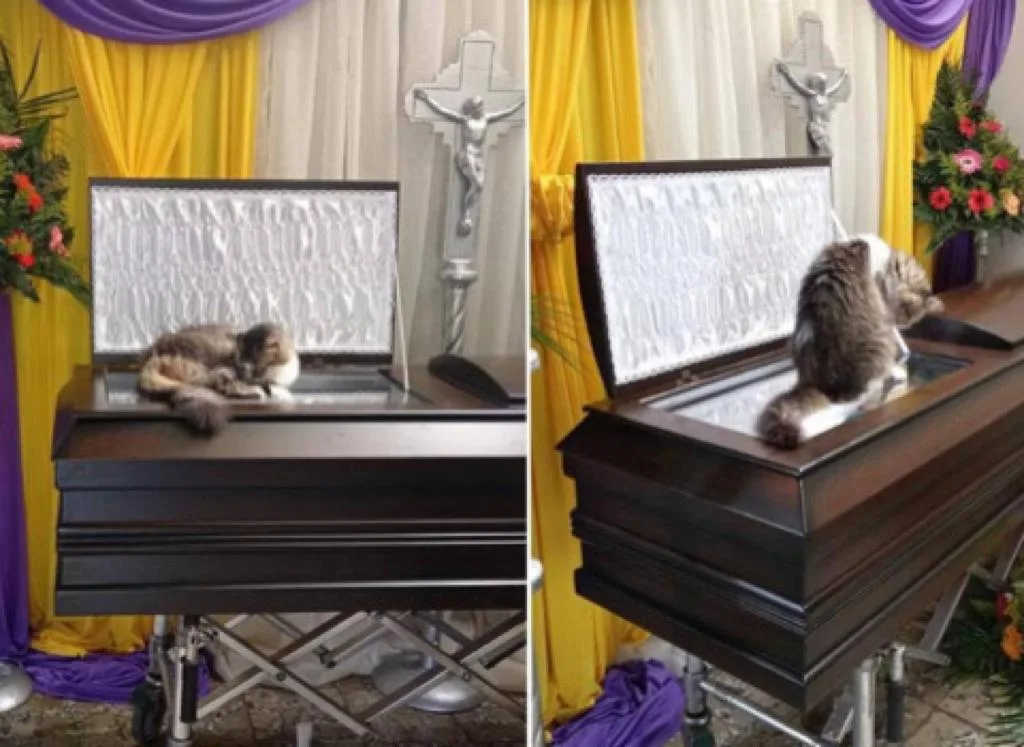 Nucita, la gata que acompañó a su humano hasta en el ataúd