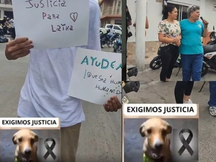 Piden justicia por Laika Sabrina, una perrita de 8 años que fue brutalmente asesinada en Buga