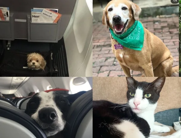 Conozca los requisitos para viajar fuera del pais con perros y gatos desde Colombia