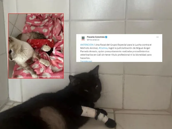 "Sin tener titulo, operaba animales" Caputado por fiscalia falso veterinario en Cali