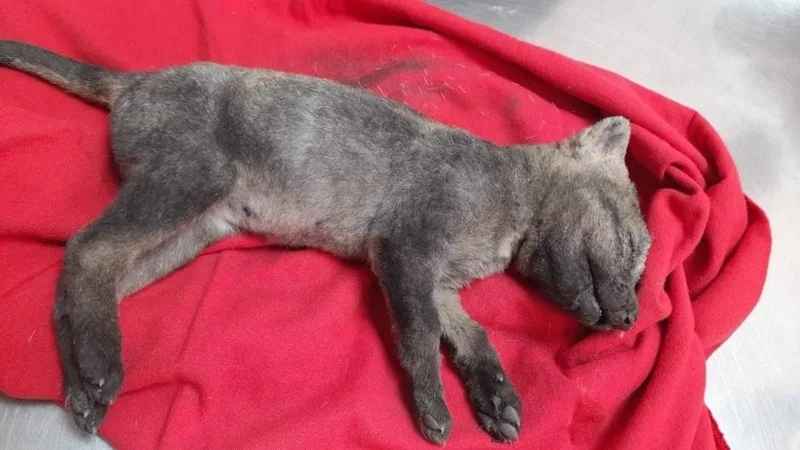 Zorro fue rescatado de las llamas por trabajadores en un ingenio en el Valle.