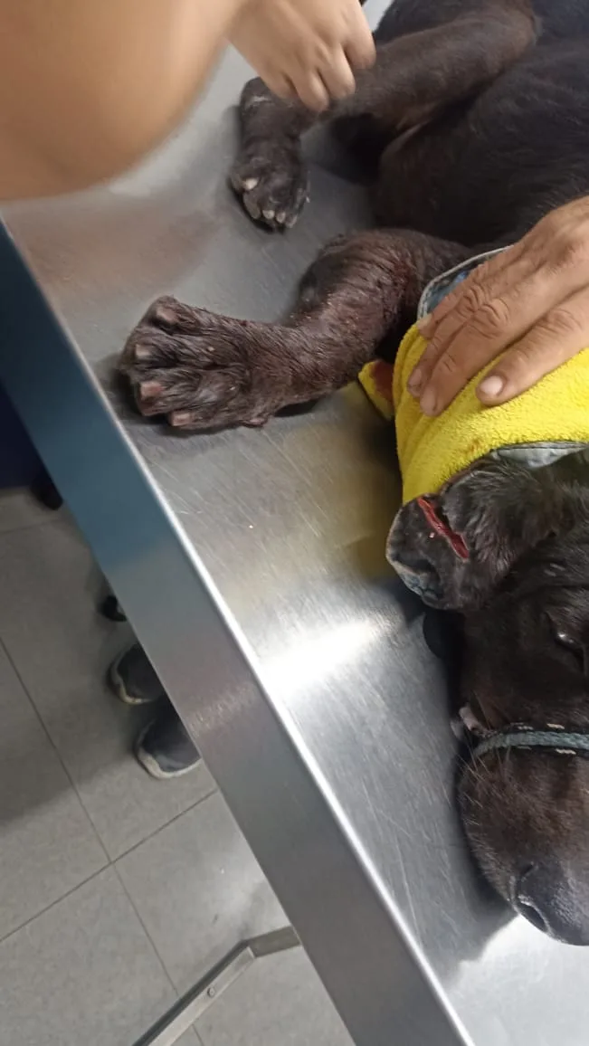 La "comunidad se ha puesto la diez" para salvar a Blaky, el perro que recibió dos apuñaladas en Barranquilla
