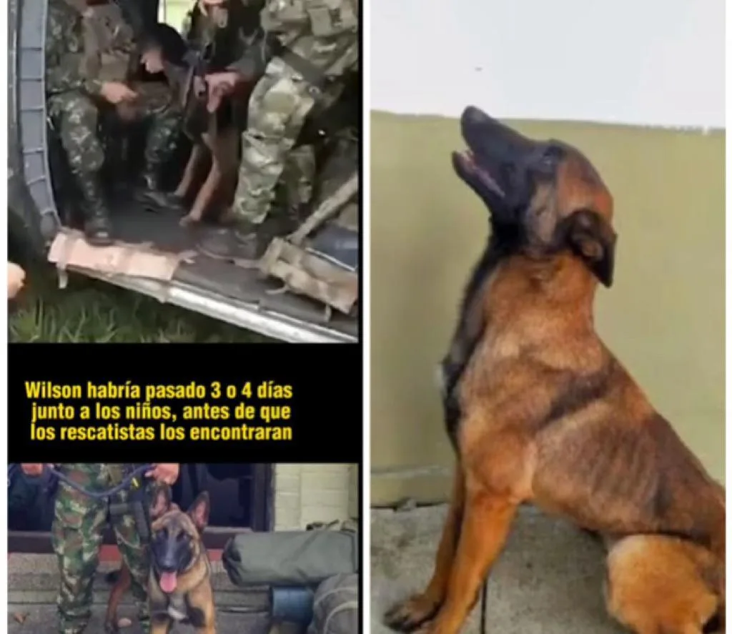 Se agotan las esperanzas para hallar al perro militar Wilson en selva del Guaviare