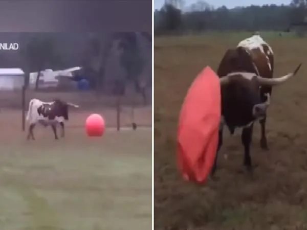 Toro que espichó su pelota favorita y su reacción conmovió a muchos.
