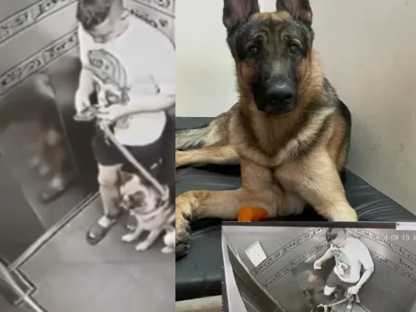 El perro "Zeus", agredido en un ascensor en Fontibón, no tiene lesiones, pero el agresor huyó y no se conoce su paradero