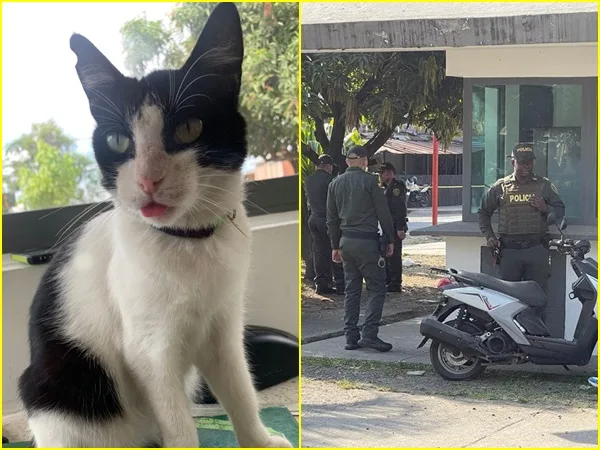 'Niña', la gata que resultó herida en ataque a CAI de Cali,  ya se ofrecieron recompensa