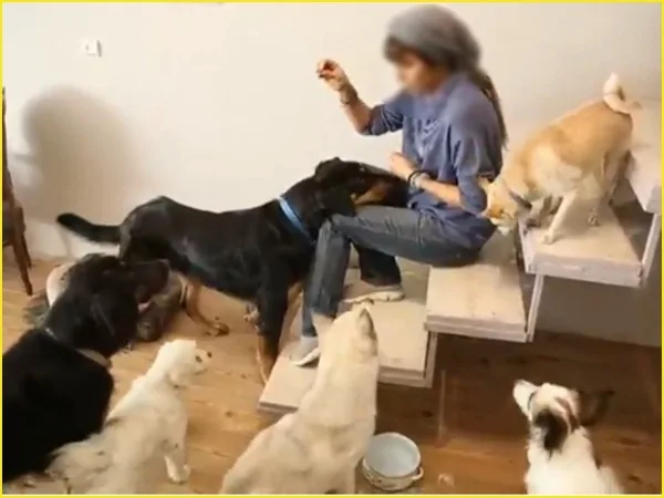 Nadie puede tener ni perros ni gatos: una 'polémica' prohibición que Irán busca implementar