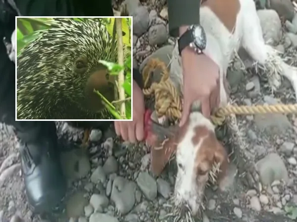 "Más de 500 púas" tenía en el hocico el perro, piden "no lastimar a los puercospín ni animales silvestres" por estas 'peleas' con animales domésticos