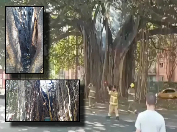 Árboles gigantes en Cali y las manos desconocidas que les siguen echando candela