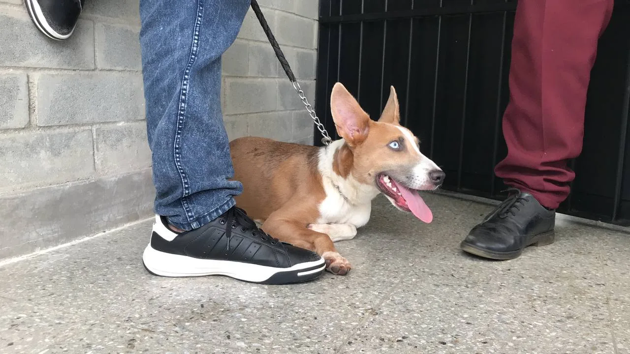 Perros y caballos estarán en busca de una "segunda oportunidad", en el Centro de Bienestar Animal de Cali