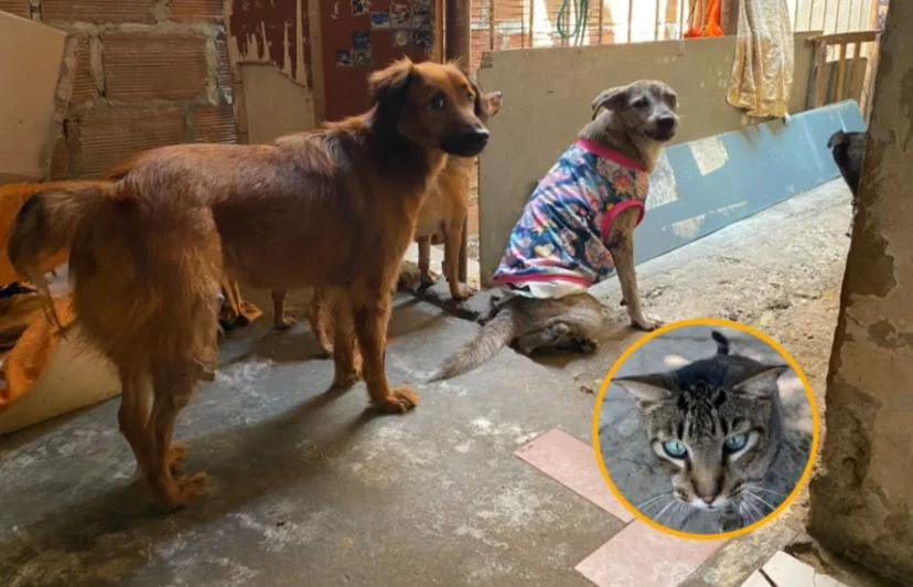 Albergue Ángeles de Cuatro Patas en Petecuy: "Nos han amenazado, nos quieren sacar de aquí"