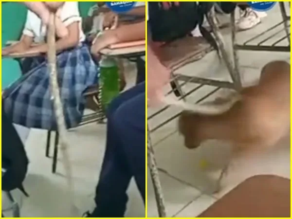 Reprochan a docente que frente a sus estudiantes golpeó a un perro que se durmió en el aula de clases