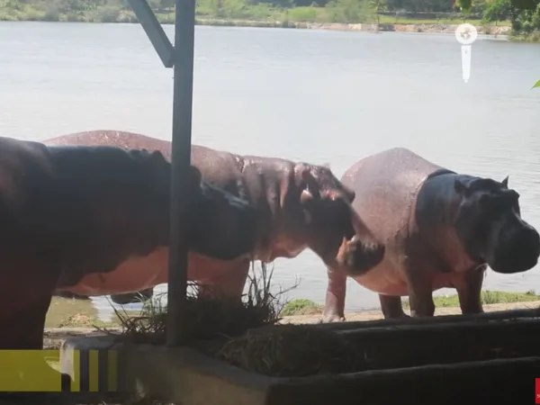 Propuesta de MinAmbiente sobre los hipopótamos generó lluvia de críticas - 40 millones vale la esterilización de cada hipopótamo, operarán a 20 este año