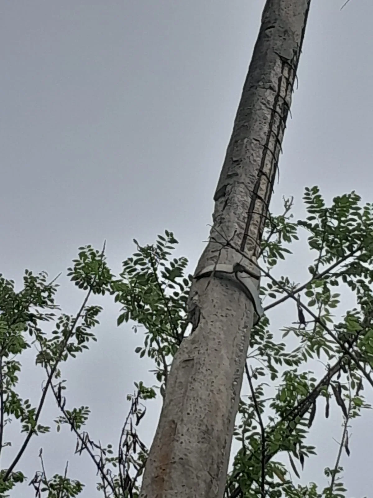 En la vereda Tubaraima en Puerto Velero, denuncian el mal estado en la que se encuentran los postes de energía