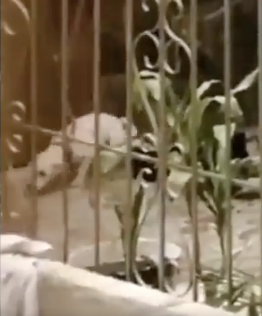 Rechazo a causado un video de maltrato animal en Cali, una mujer golpea con un palo y patadas a un perro