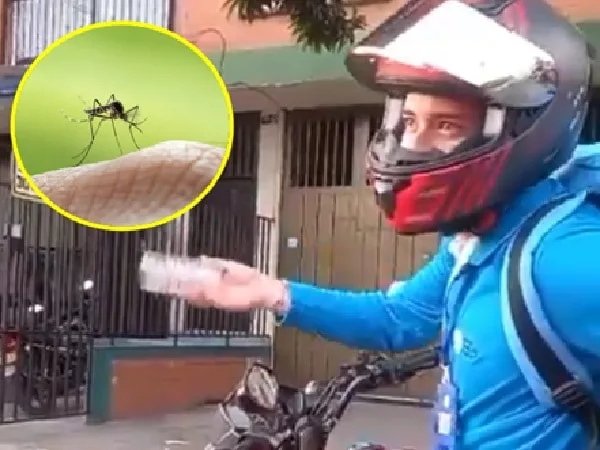 Mosquitos liberados en Cali.