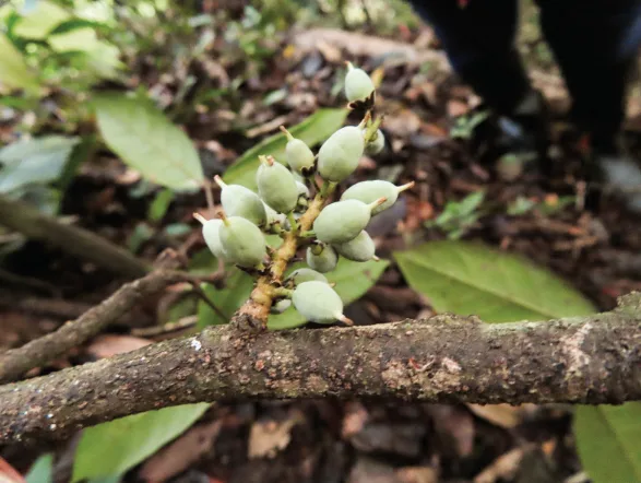Ocho especies de árboles en riesgo de extinción en Antioquia