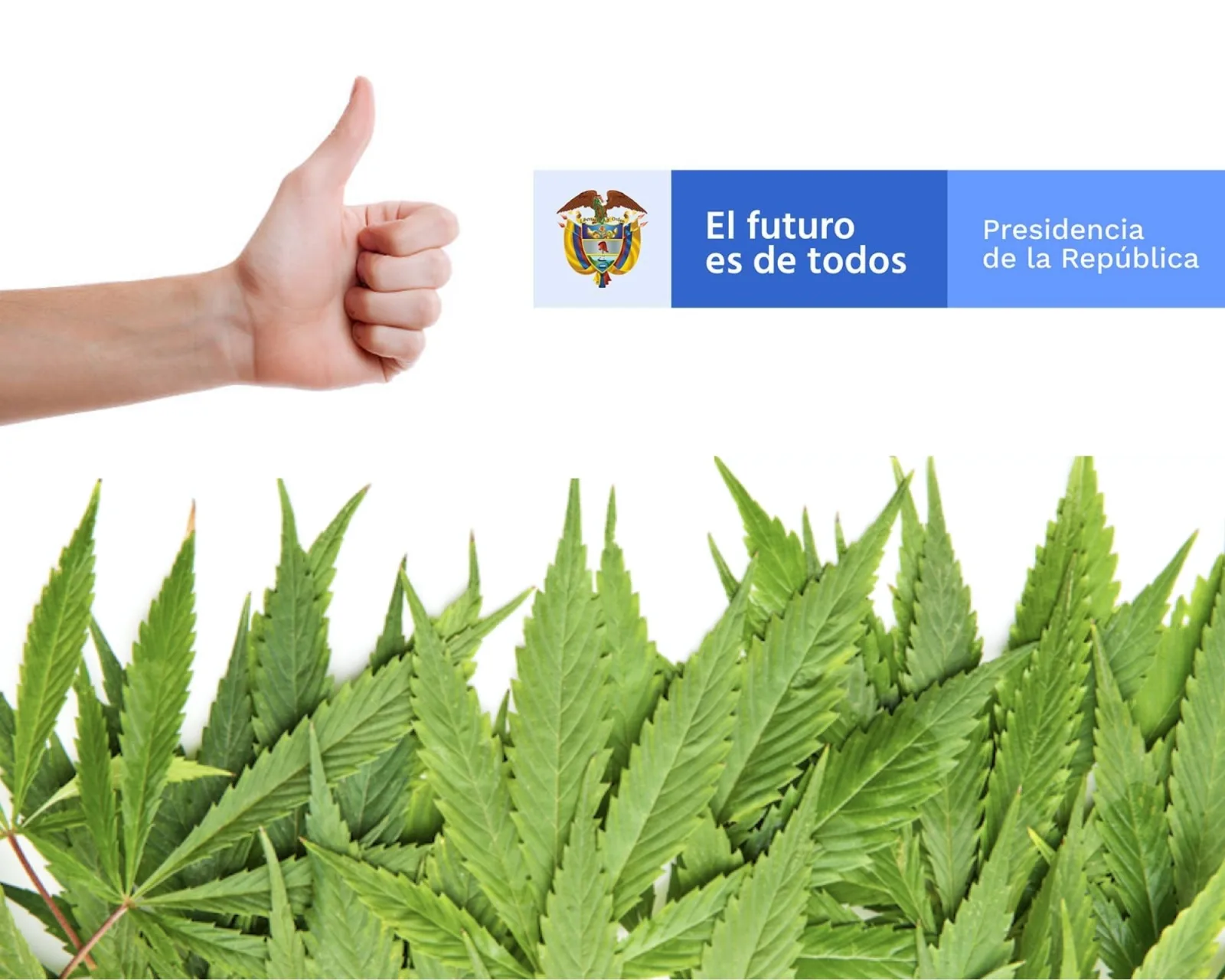 Cannabis en Colombia flor seca