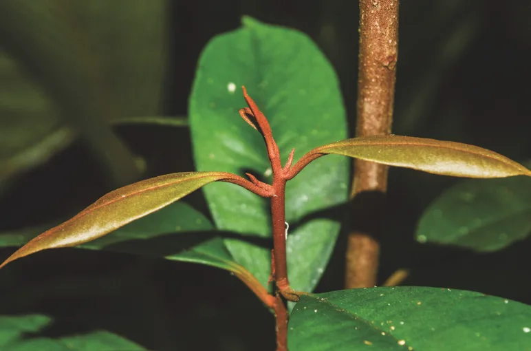 Ocho especies de árboles en riesgo de extinción en Antioquia