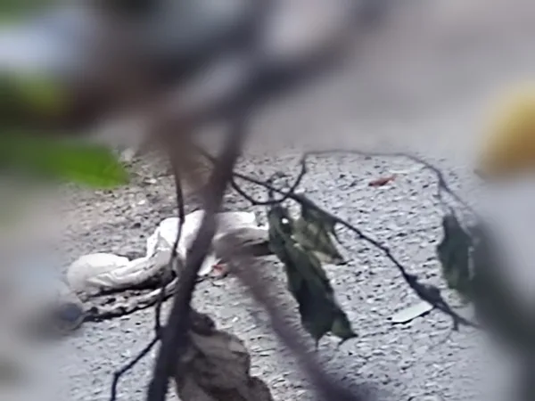 Reportan hallazgo de cuerpo en avanzado estado de descomposición en la PTAR, Av. Ciudad de Cali