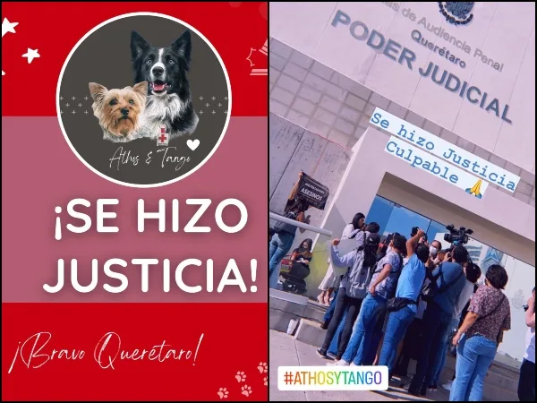 "¡Es histórico!": De 9 a 18 años en prisión estaría culpable de la muerte de Athos y Tango, perros rescatistas de México