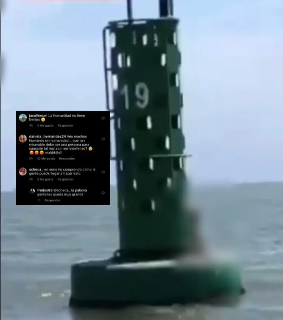boya en Cartagena perro muerto